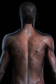 Muscle Prints: Anatomical model showing the trapezius, deltoid and latissimus dorsi muscles
