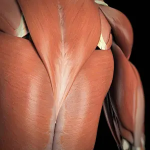 Square Prints: Anatomical model showing the trapezius and latissimus dorsi muscles
