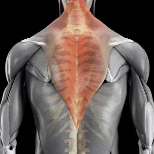 Skeleton Prints: Anatomical model showing the trapezius muscles