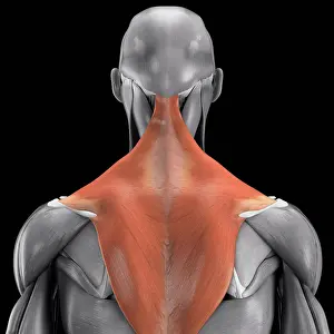 Muscle Prints: Anatomical model showing the trapezius muscles