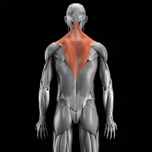 Square Prints: Anatomical model showing the trapezius muscles