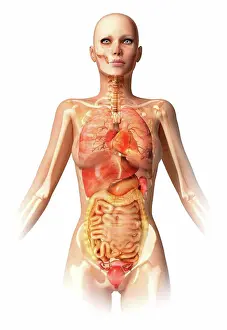 Human Representation Prints: Anatomy of female body with bone skeleton and all internal organs superimposed