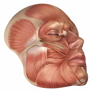 Three Dimensional Prints: Anatomy of human face muscles
