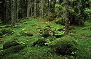 Swedish Prints: Ancient boreal coniferous forest