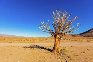 Ausflug Prints: Ancient Quiver Tree succulents in the Richtersveld National Park Ancient Quiver Tree succulents in the Richtersveld