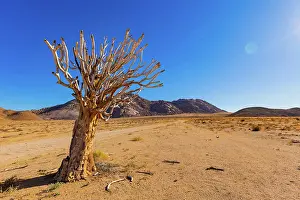 Ausflug Prints: Ancient Quiver Tree succulents in the Richtersveld National Park Ancient Quiver Tree succulents in the Richtersveld