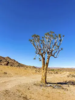 Ausflug Prints: Ancient Quiver Tree succulents in the Richtersveld National Park Ancient Quiver Tree succulents in the Richtersveld