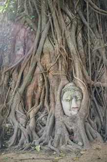 Buddha Prints: Ancient stone statue of Buddha overgrown with roots of tree in sunlight, Thailand