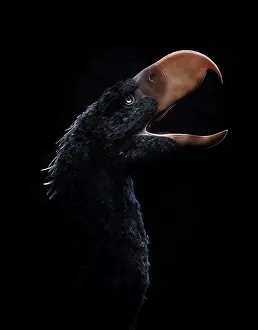 Extinct Prints: Andalgalornis steulleti, a flightless predatory bird from the late Miocene