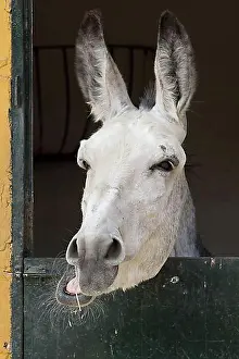 Solitary Prints: Andalusian Donkey peering out of its pen, Andalusia, Spain, Europe