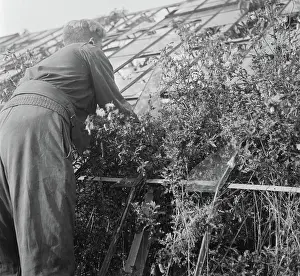 Overgrown Prints: Anefo photo collection. Structure in the Betuwe (1945)