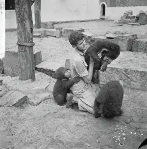 Bears Prints: Anefo photo collection. unknown