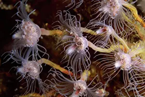 Purestock Prints: Anemone