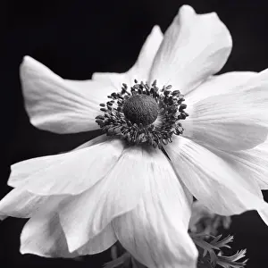 Ghic Prints: Anemone Flower in Bloom, Close-Up