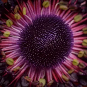 Ghic Prints: Anemone Flower, Center, Close-Up