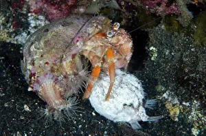 Marine Prints: Anemone Hermit Crab (Dardanus pedunculatus) adult