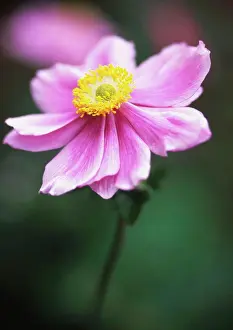 Assured Prints: Anemone x hybrida Max Vogel, Anemone