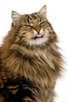 Felidae Prints: Angora Domestic Cat, Portrait of Male with tongue out against White Background