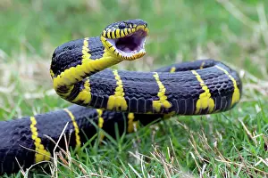 Dangerous Prints: Angry the gold-ringed cat snake, trying to attack