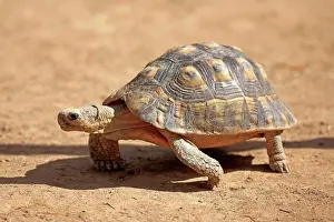 Southafrica Prints: Angulate Tortoise (Chersina angulata) adult