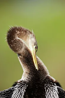 One Animal Only Prints: An anhinga (Anhinga anhinga) in Everglades National Park