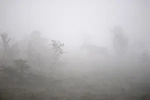 Swamp Prints: Animal in fog