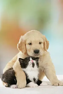 Thoroughbred Prints: animal friendship : Golden Retriever puppy and British Shorthair kitten