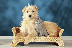 Kittens Prints: animal friendship : young Russian Blue cat and half breed dog