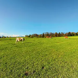 Feld Prints: Animal husbandry in Switzerland Cows grazing on fresh green mountain pastures on the background of snow-capped Alps