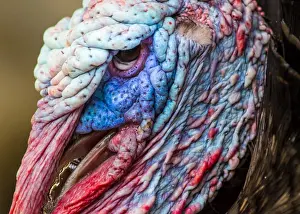 Meat Prints: animal wild wildlife nature turkey