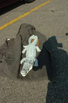 Coast Guard Prints: Animals - 26-HK-58-3. Alligator on blanket on pavement. Hurricane Katrina