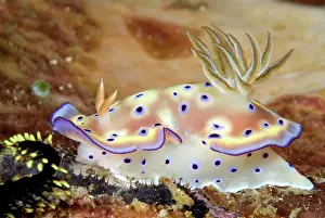 Soft Prints: Other animals, Marine snails, Snails