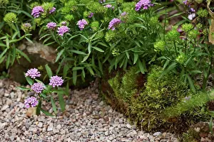 Brassicaceae Prints: annual candytuft, Iberis umbellata (Fairy Series) garden edging in bloom with moss