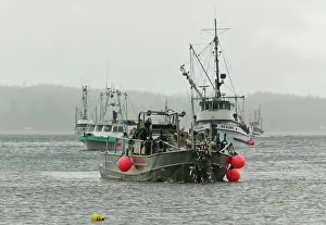 Baby Boomer Prints: The annual herring fishery attracts a flotilla of fishing vessels all competing for a piece of the quota based fishery