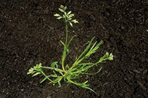 Annual Prints: Annual meadow-grass, Poa annua
