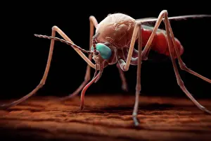 Insect Prints: Anopheles Mosquito