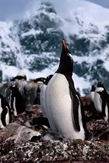 Penguins Prints: ANTARCTIC PENINSULA, PORT LOCKROY, GENTOO PENGUIN, DISPLAY