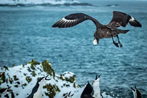 Lindblad Expeditions Prints: Antarctica Brown Skua Chinstrap Penguins Climate Change