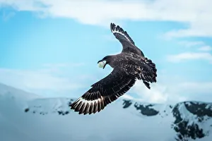 Lindblad Expeditions Prints: Antarctica Brown Skua Chinstrap Penguins Climate Change