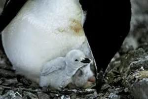 ANTARCTICA, CHINSTRAP PENGUIN COLONY AT PARADISE BAY