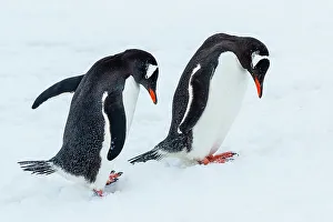 Lindblad Expeditions Prints: Antarctica Climate Change Courtship Gentoo Penguin