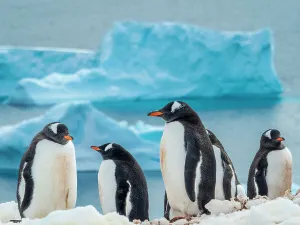 National Geographic Expeditons Prints: Antarctica Climate Change Cuverville Island Drake Passage