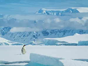 Penguin Prints: Antarctica Climate Change Cuverville Island Drake Passage