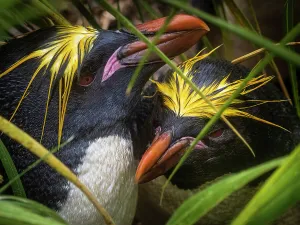 National Geographic Expeditons Prints: Antarctica Climate Change Drake Passage Eudyptes Chrysolophus