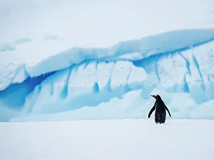 National Geographic Expeditons Prints: Antarctica Climate Change Drake Passage Gentoo Penguin