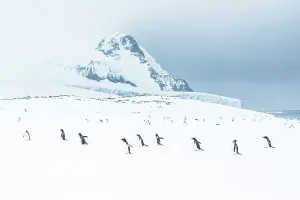 Lindblad Expeditions Prints: Antarctica Climate Change Gentoo Penguin Global Warming