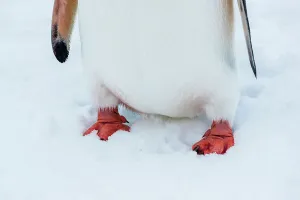 Lindblad Expeditions Prints: Antarctica Climate Change Gentoo Penguin Global Warming