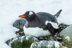 Lindblad Expeditions Prints: Antarctica Climate Change Gentoo Penguin Global Warming