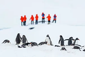 Lindblad Expeditions Prints: Antarctica Climate Change Gentoo Penguin Global Warming