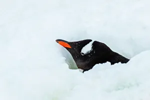Lindblad Expeditions Prints: Antarctica Climate Change Gentoo Penguin Global Warming
